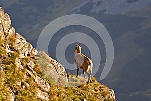 Chamois