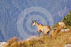 Chamois