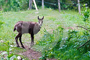 Chamois