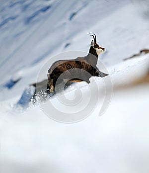 Chamois photo