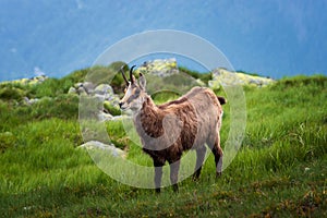 Chamois. Agile goat-antelope found in mountains of Europe.