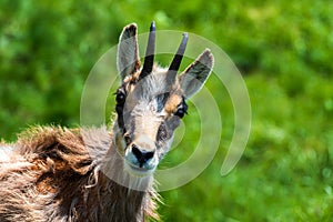 Chamois. Agile goat-antelope found in mountains of Europe.