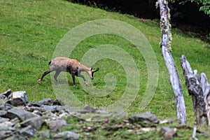 Chamois alpine goat from Mont Blanc