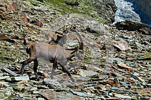 Chamois and Alpine Ibex mountain goat