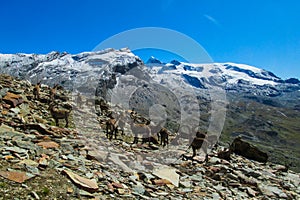 Chamois and Alpine Ibex mountain goat