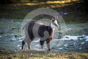 Chamois in alpine meadow