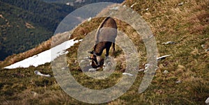 Chamois on autumn mountain meadow with a small snow field