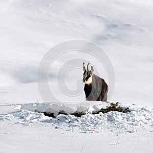 Chamois buck in the snow