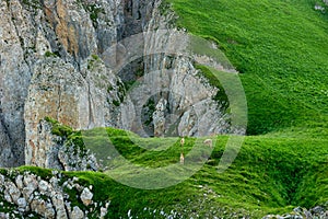 Chamois and cubs on the green meadow and rocky boulders. Alpine landscape with chamois or mountain goat