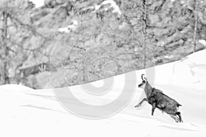 Chamois deer in the snow background in b&w