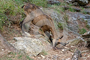 A chamois in the Ecrins National Park