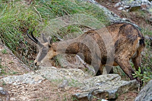 A chamois in the Ecrins National Park