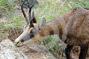 A chamois in the Ecrins National Park