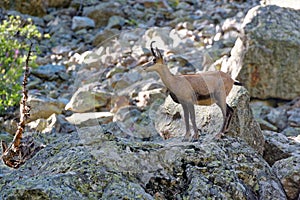 A chamois in the Ecrins National Park