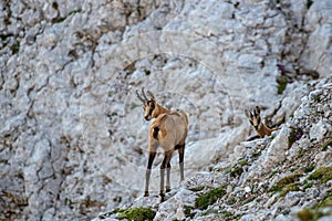 Chamois family in high mountains