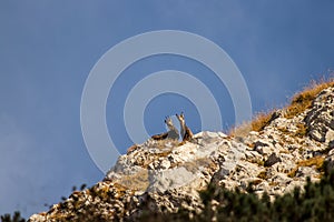 Chamois family looking down from mountain peak