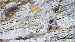 Chamois family on a rock on the alps