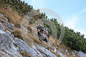 Chamois family in a steep slope