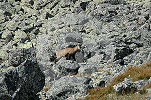 Chamois in the field