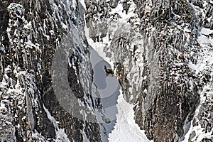 Chamois gorge