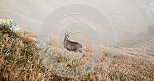 Chamois on grass with stone on the left side in autumn Nizke Tatry mountains in Slovakia