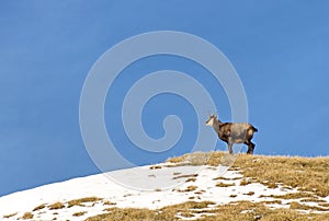 Chamois on hill