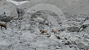 Chamois ina mountain rocky terrain