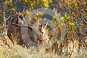 Chamois from Italian Alps