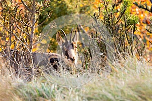 Chamois from Italian Alps