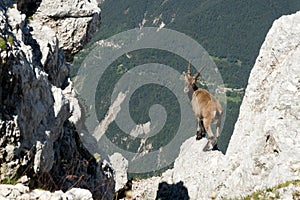 Chamois in the Julian Alps