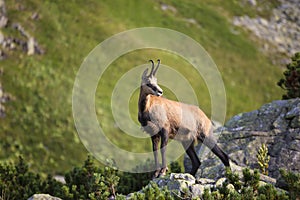 Chamois , Kamzik in the mountains of Slovakia