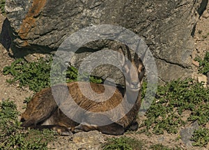 Chamois lying on rock and stone in sunny summer morning