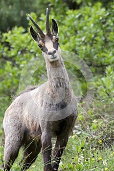 Chamois: male found in the bushes