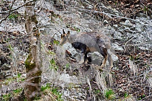 Chamois mountain goat on a cliff