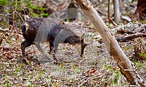 Chamois mountain goat on a cliff