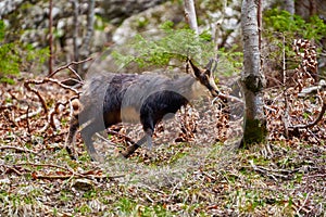 Chamois mountain goat on a cliff