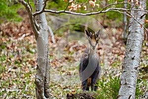 Chamois mountain goat on a cliff