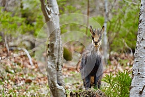 Chamois mountain goat on a cliff