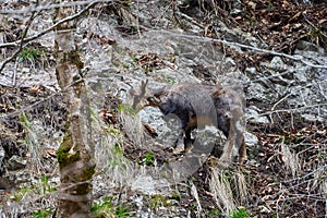 Chamois mountain goat on a cliff