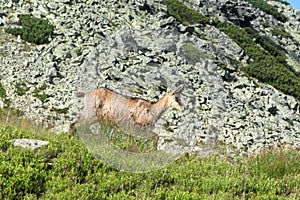 Kamzík na horskej lúke, Vysoké Tatry