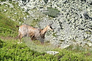 Chamois on a mountain meadow, High Tatras