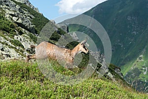 Chamois on a mountain meadow, High Tatras