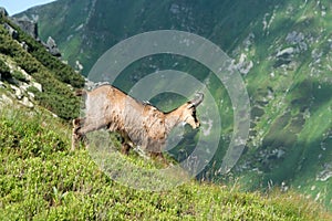 Chamois on a mountain meadow, High Tatras