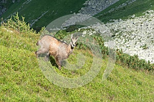 Chamois on a mountain meadow, High Tatras