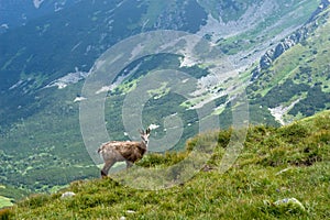 Chamois on the mountain ridge