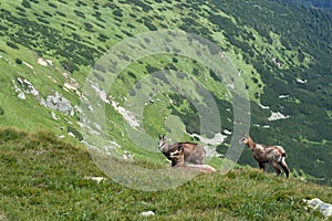 Chamois on the mountain ridge