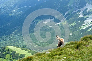 Chamois on the mountain ridge