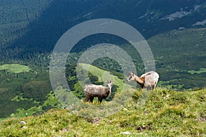 Chamois on the mountain ridge