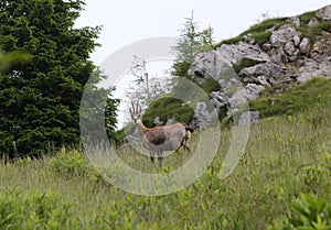 Chamois on mountain road with guardrail