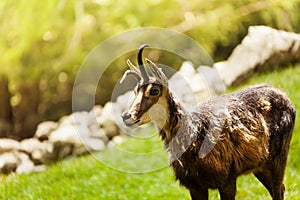 Chamois in the mountains